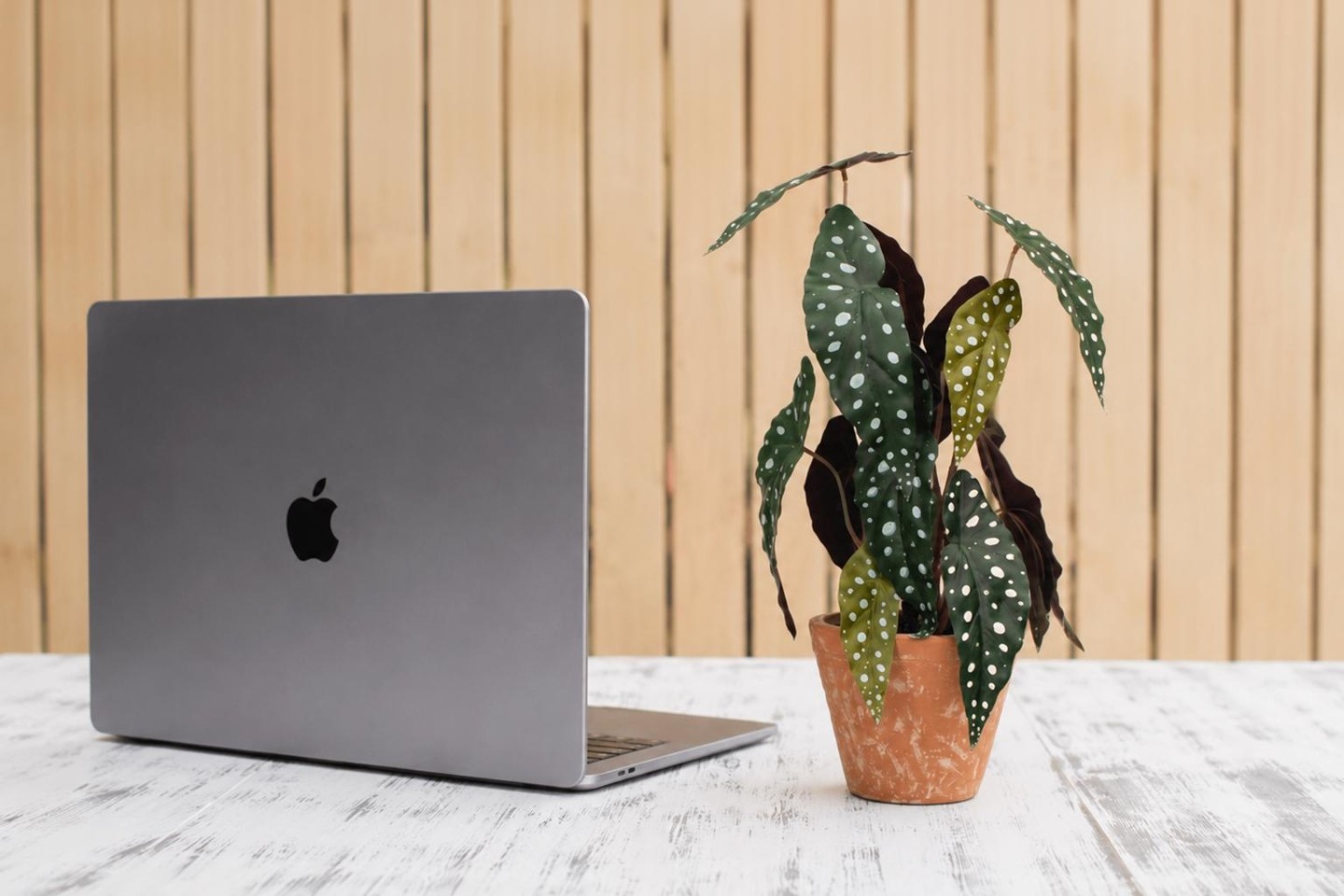 Su una scrivania ordinata si trova una piccola pianta in vaso accanto a un computer portatile, con la luce naturale che filtra da una finestra vicina. Questa disposizione mette in evidenza i vantaggi derivanti dall’inserimento di piante da interno in un ambiente di lavoro, migliorando la qualità dell’aria e riducendo lo stress
